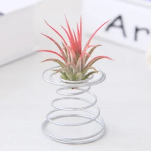Drciany stojak na tillandsie i air plant 